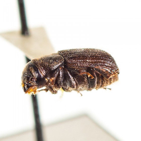 Mountain Pine Beetle