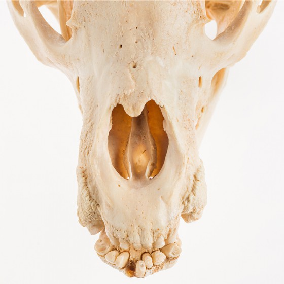 Kermode Bear skull