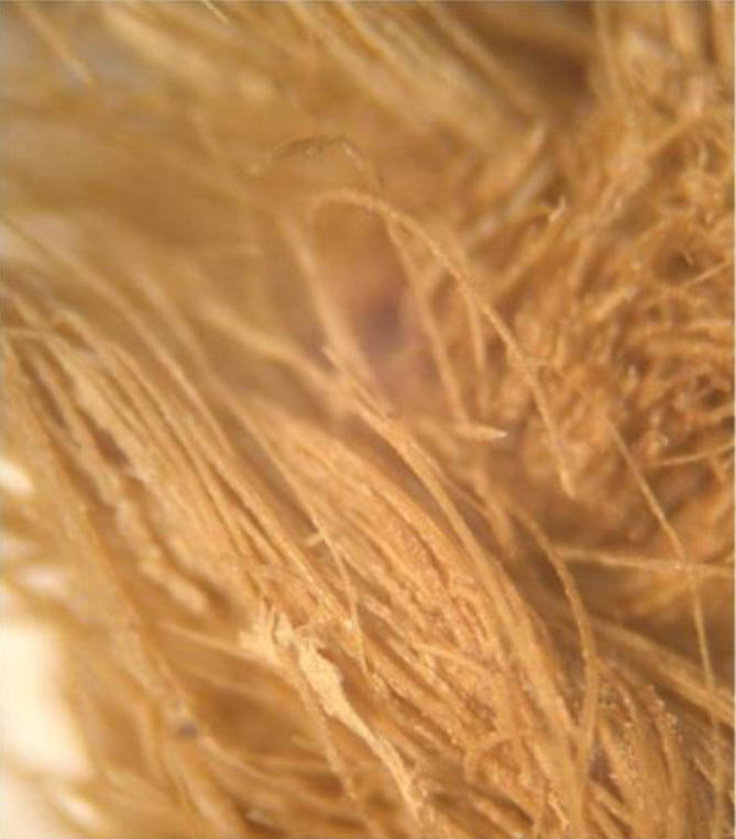 Microscopic View of masses of seed plume fibres in the piece of woven cloth (200X). (Grant Keddie photo).