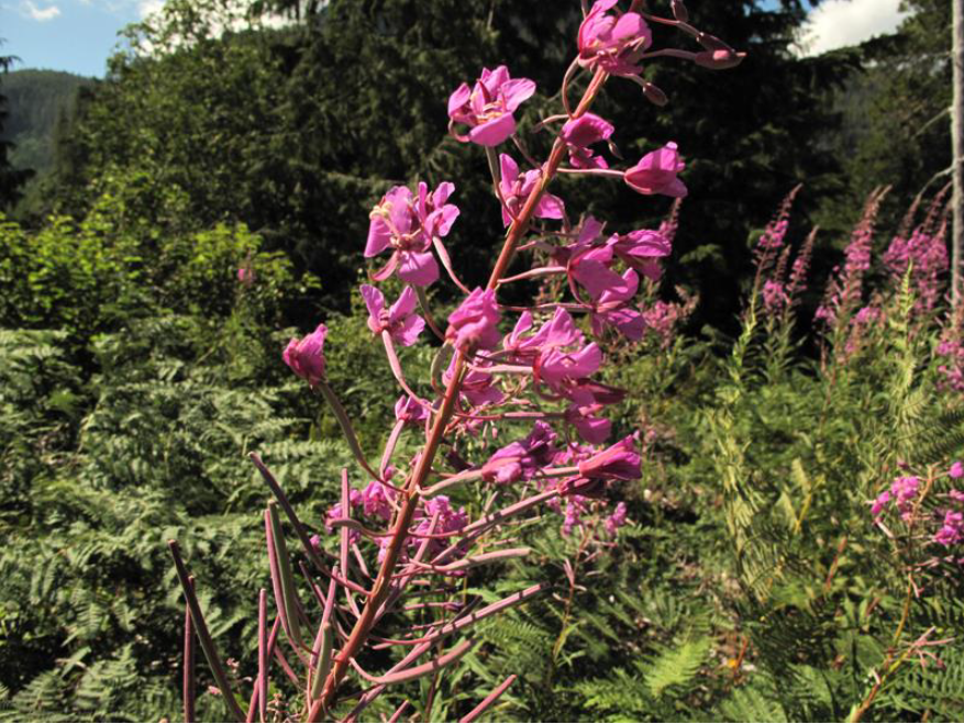 Fireweed plants (Grant Keddie photo) The Early