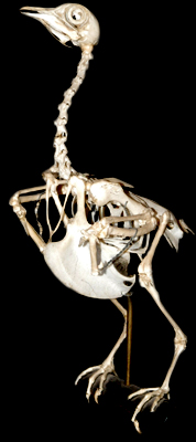 Avian Osteology