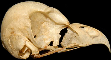 Barred Owl Skull