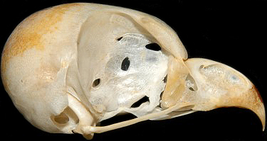 Eastern Screech-Owl Skull