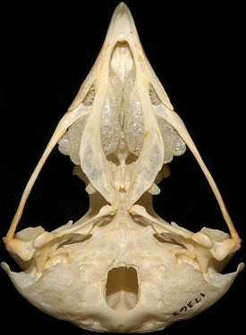 Great Horned Owl Skull