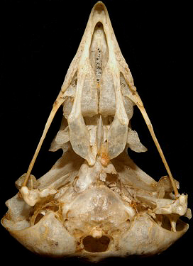 Long-eared Owl Skull