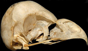 Long-eared Owl Skull