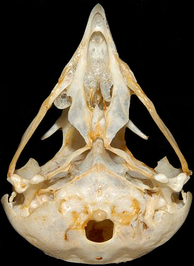 Northern Hawk Owl Skull