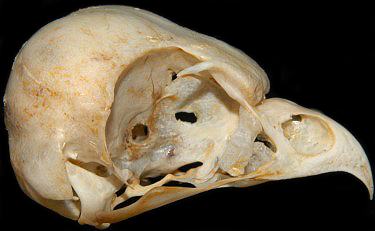 Northern Hawk Owl Skull