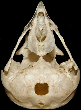 Northern Pygmy-0wl Skull