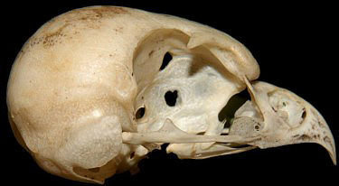 Northern Pygmy-0wl Skull