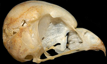 Northern Saw-whet Owl Skull