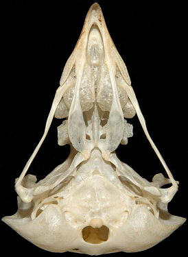 Short-eared owl Skull