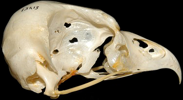 Snowy Owl Skull