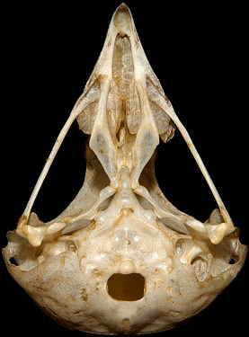 Western Screech-Owl Skull