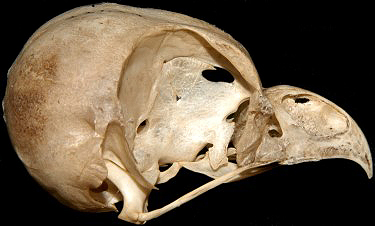 Western Screech-Owl Skull