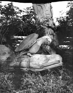 Aigle et tête d'épaulard in situ 
