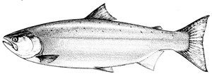 Le saumon Coho remonte la baie James et le cours d’eau de la Gorge au printemps.