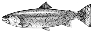 On pouvait pêcher la truite fardée toute l’année dans le cours d’eau de la Gorge.