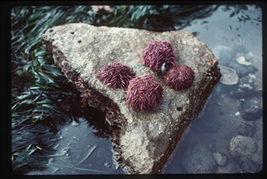 Les oursins étaient un aliment courant des Lukwungens. Ils étaient recueillis sur des rives rocheuses situées près de lits d’algues (laminaire et zostère marine).