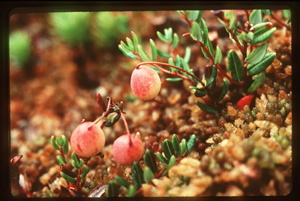 Cranberries were among the food plants that grew around a small lake that once covered low-lying areas of Victoria’s Fairfield neighbourhood.