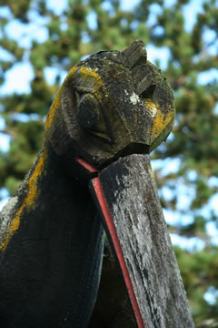 Close up of Giant Woodpecker