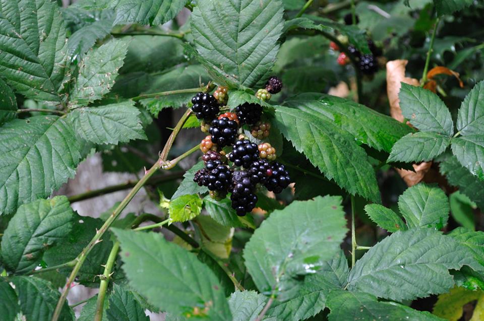 Fieldtrippers Invading Plants Royal BC Museum and Archives