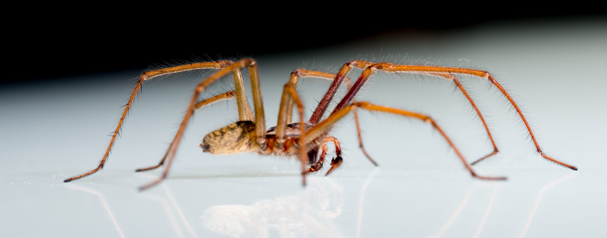 Fieldtrippers: Spider Sunday! | Royal BC Museum and Archives | Victoria ...