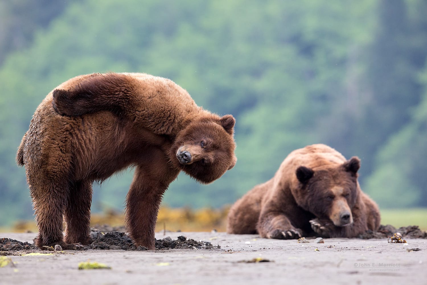 john wildlife tall marriott tales bc lenses photographer canada animals victoria