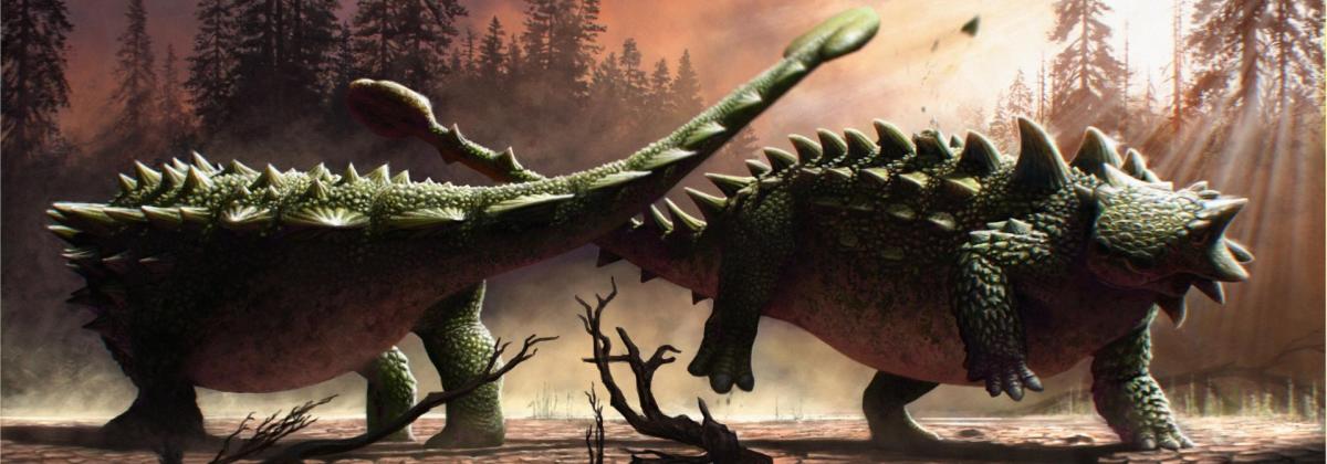 This art by Henry Sharpe depicts two of the Ankylosaurid species Zuul crurivastator (a species Victoria helped name) as they fight each other with their tail clubs.