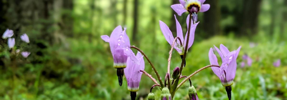 Close-up of purple shooting star wildflower with blurred forest background. 