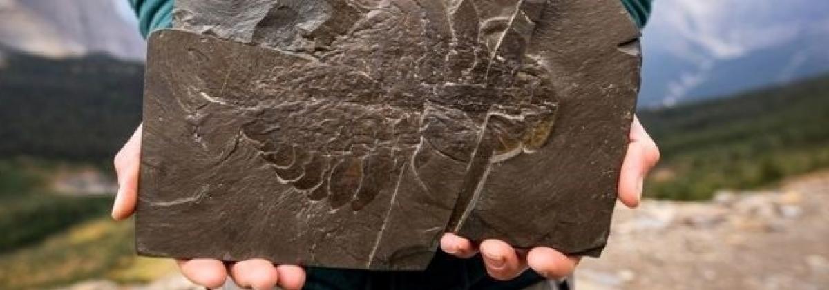 A pair of hands holds a prehistoric fossil cut from the rock