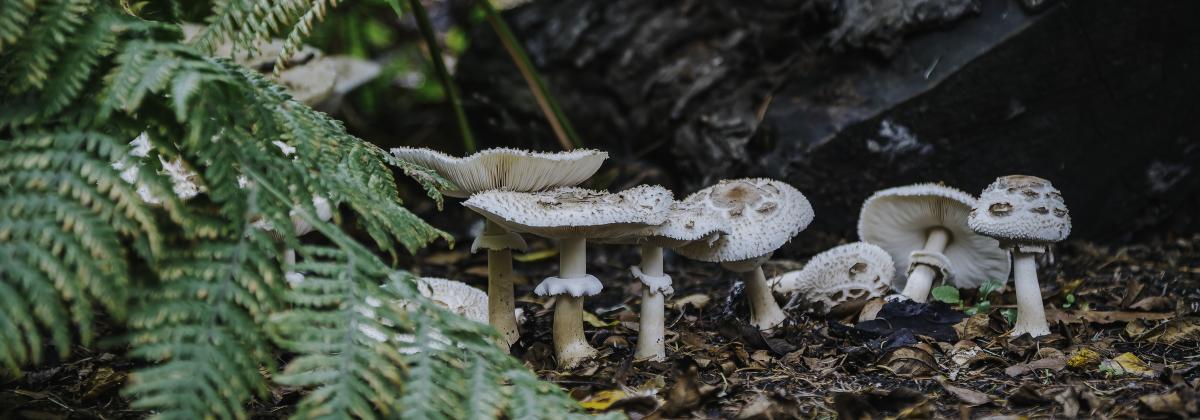 mushrooms on the forest floor