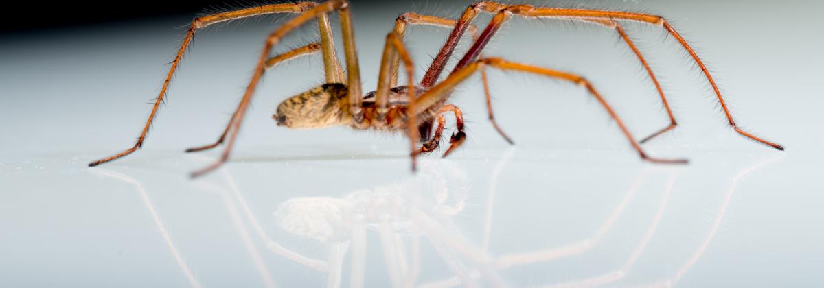 spider on a reflective glass surface