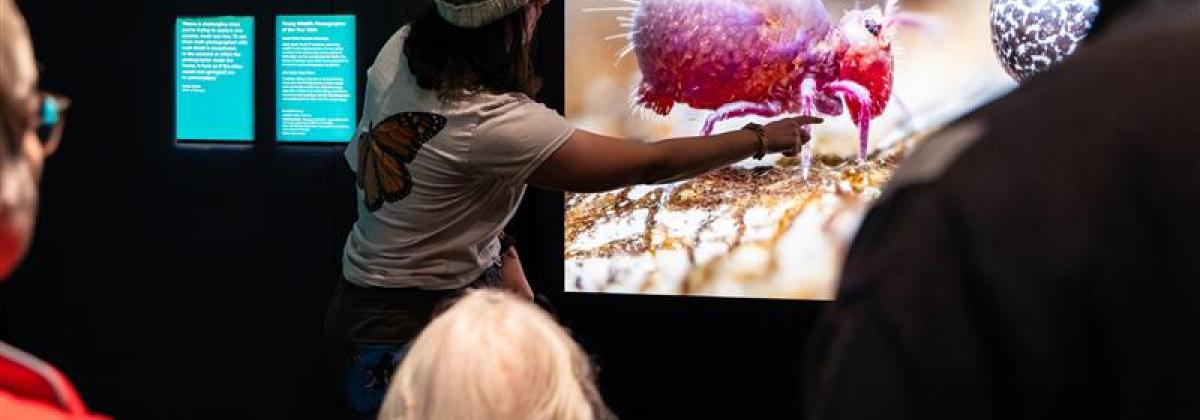 An educator points to an insect on a screen