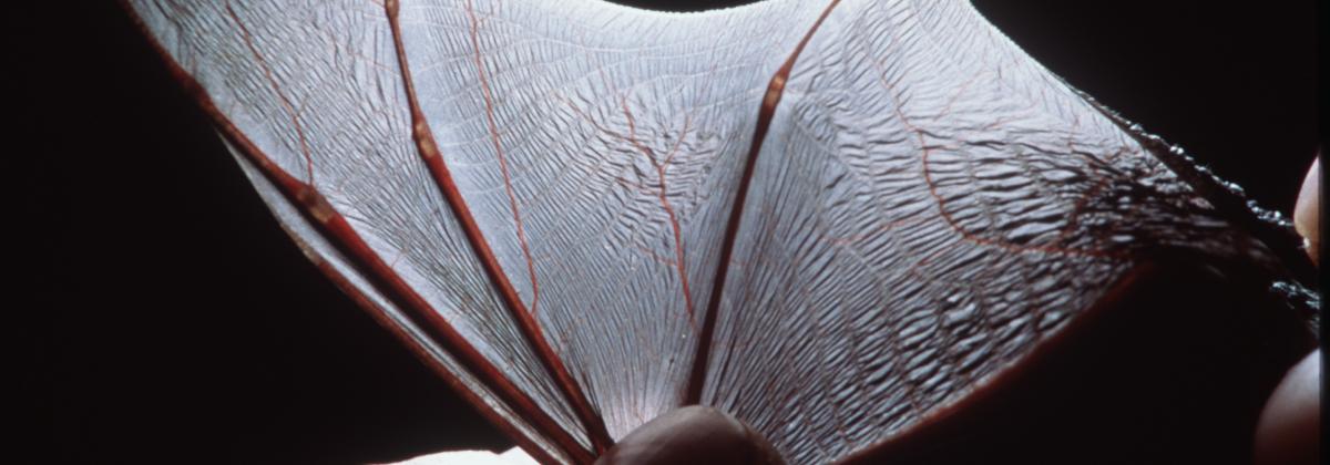 close up of the wing of a bat