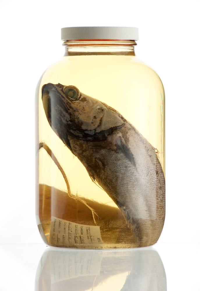 Ichthyology | Royal BC Museum and Archives Ichthyology | Royal BC Museum and Archives