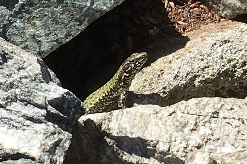 The wall lizard invasion of Vancouver Island 