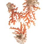 Branching coral