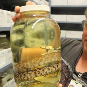 a man holds a jar with a snake specimen inside