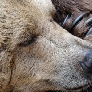 close up of a bear face with eyes closed