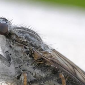 Stiletto fly (Tabuda planiceps)