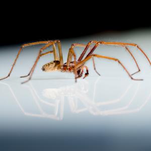 spider on a reflective glass surface
