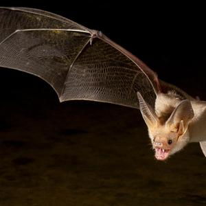 The reflection of a bat can be seen as it flies over water. 