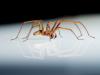 spider on a reflective glass surface