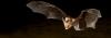 The reflection of a bat can be seen as it flies over water. 
